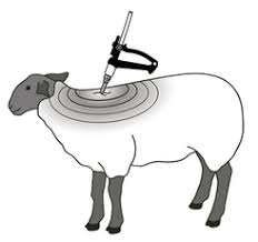 DECTOSPOT POUR ON // Deltamethrin // Ectoparasiticides, insecticides and repellents // cattle and sheep / bovini e ovini