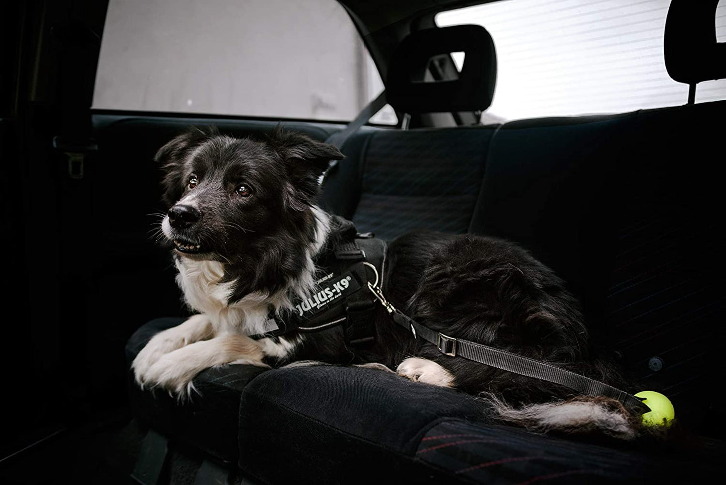 Julius-K9 harness - Pet Shop Luna