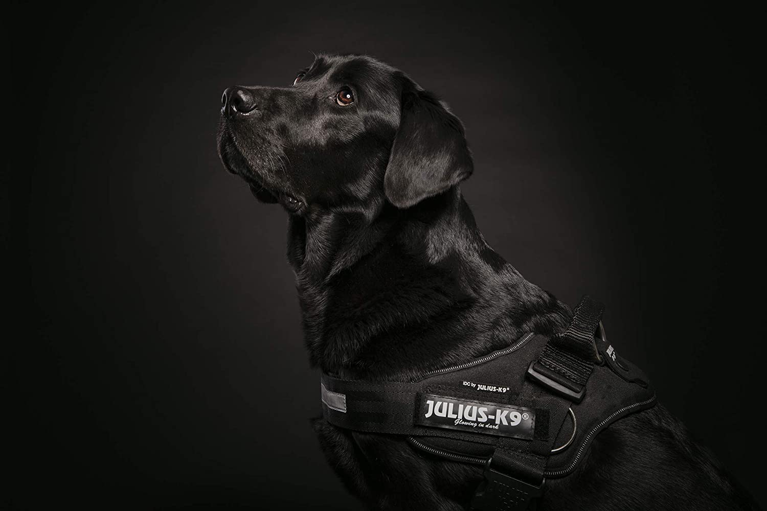 Julius-K9 harness - Pet Shop Luna