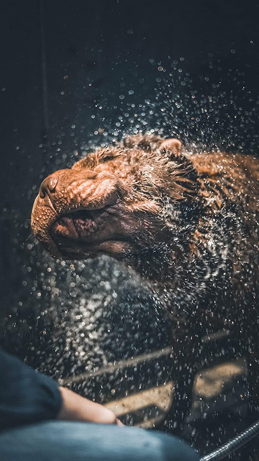 Vetocanis Shampoo Ipoallergenico - Pet Shop Luna
