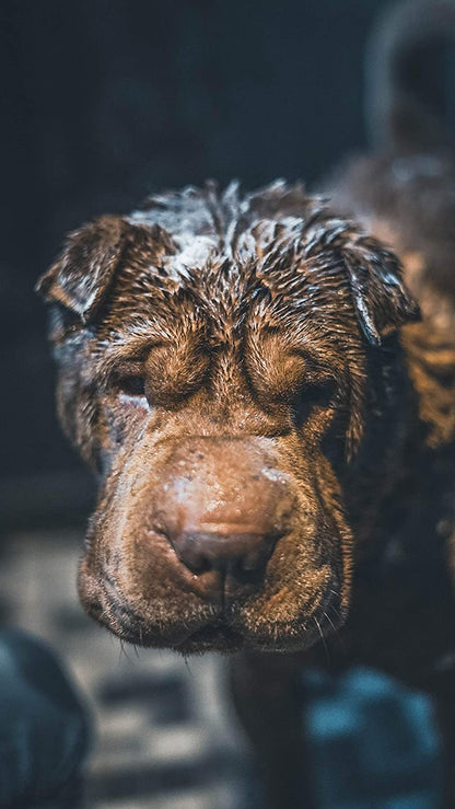 Vetocanis Shampoo Ipoallergenico - Pet Shop Luna