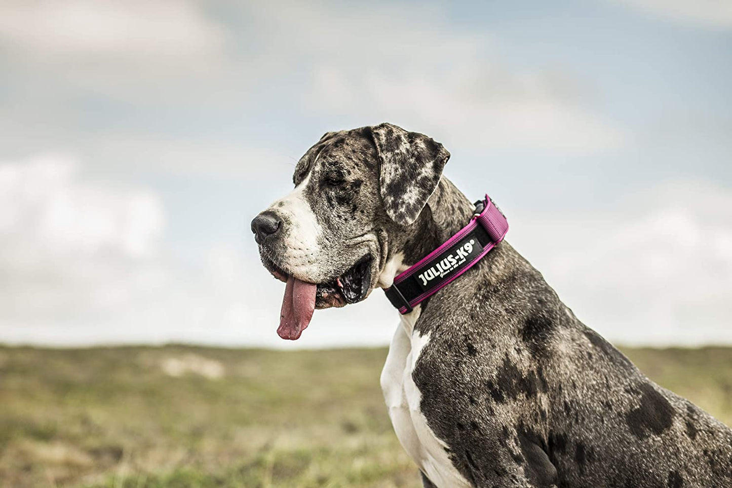 Julius-K9 Collare Color & Gray - Pet Shop Luna
